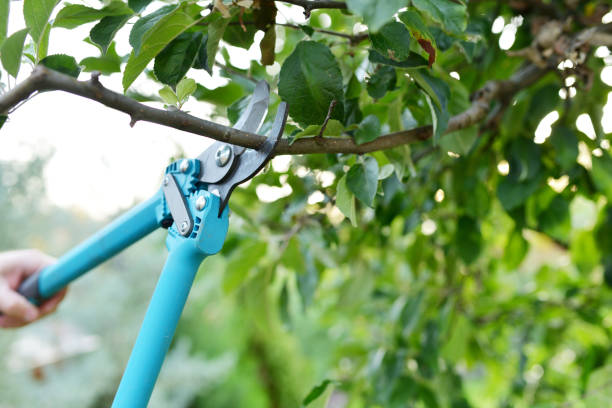 Tree Branch Trimming in Versailles, KY